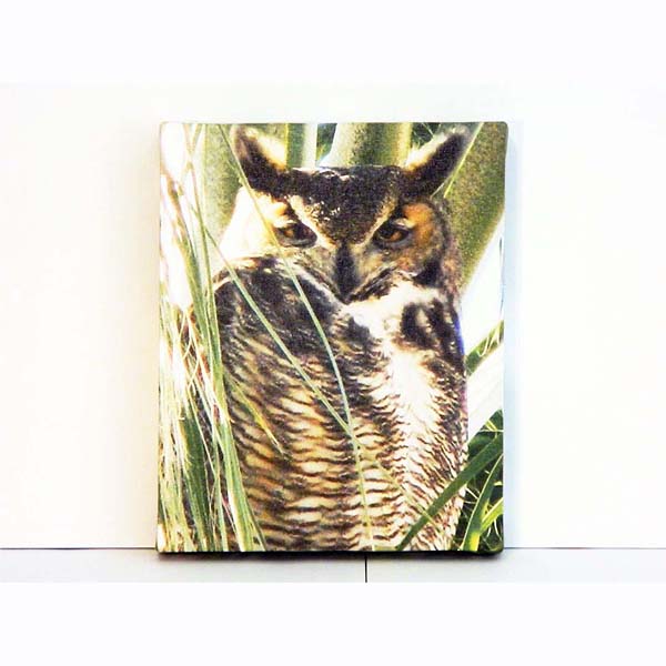 Canvas Print Arizona Owl 8x10 1