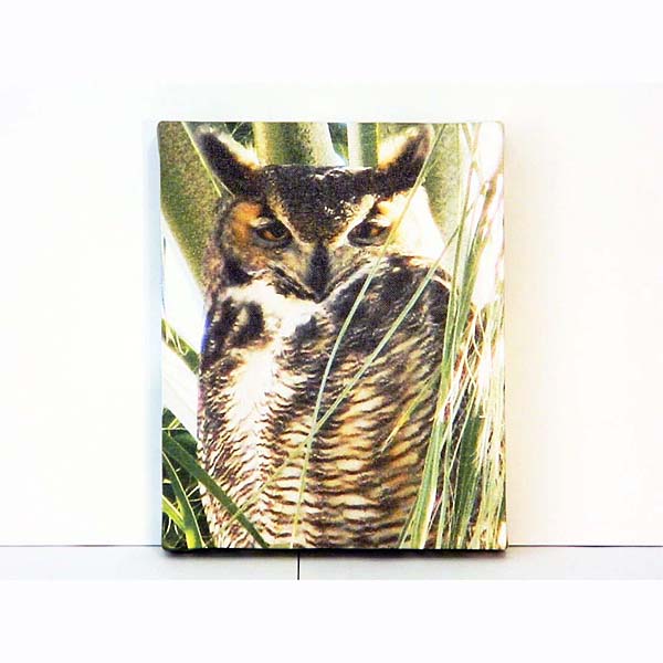 Canvas Print Arizona Owl 8x10 2